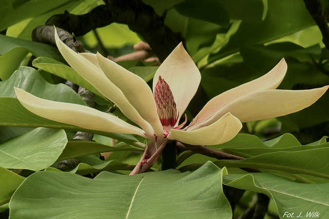 Majowe Arboretum w Wojsławicach