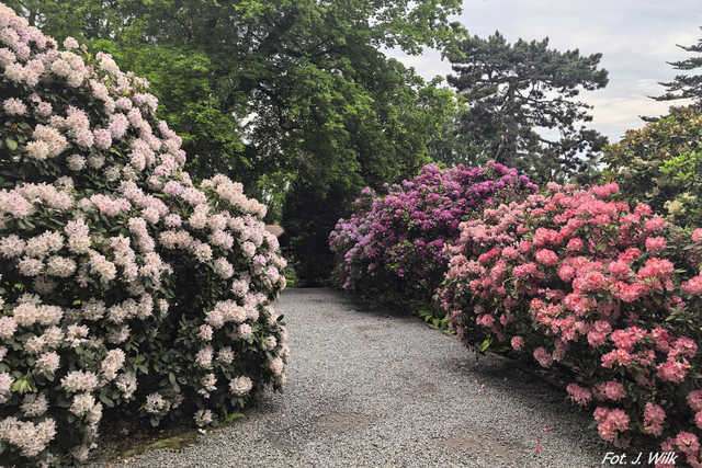 Majowe Arboretum w Wojsławicach