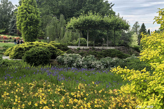 Majowe Arboretum w Wojsławicach