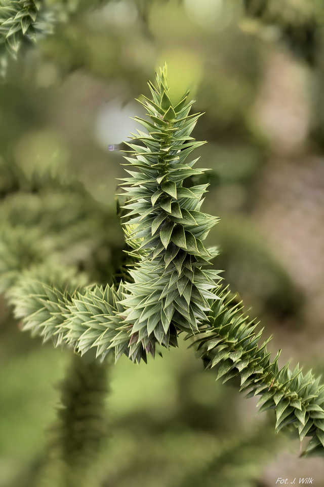Majowe Arboretum w Wojsławicach