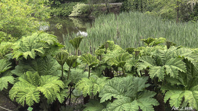 Majowe Arboretum w Wojsławicach