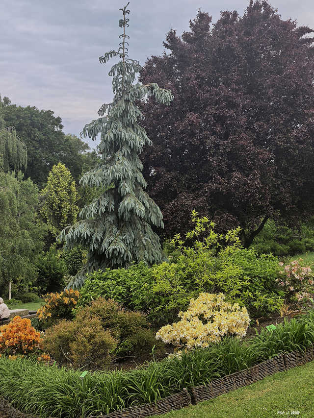 Majowe Arboretum w Wojsławicach