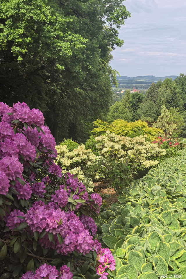 Majowe Arboretum w Wojsławicach