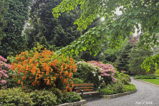 Majowe Arboretum w Wojsławicach