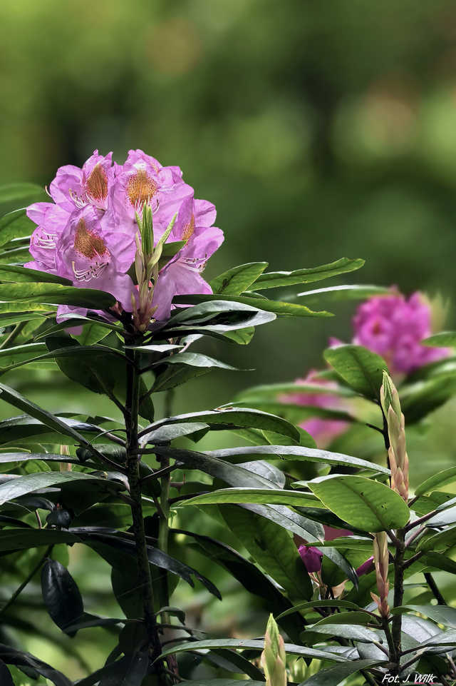 Majowe Arboretum w Wojsławicach