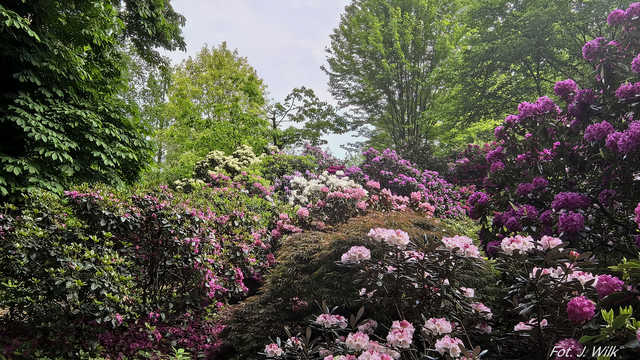Majowe Arboretum w Wojsławicach