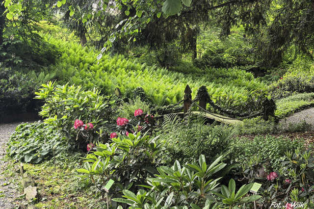 Majowe Arboretum w Wojsławicach