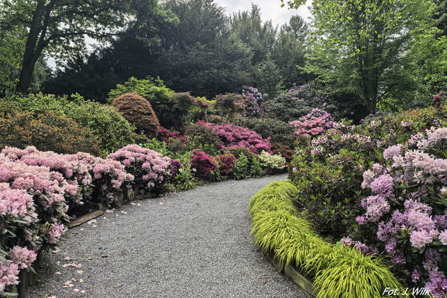 Majowe Arboretum w Wojsławicach