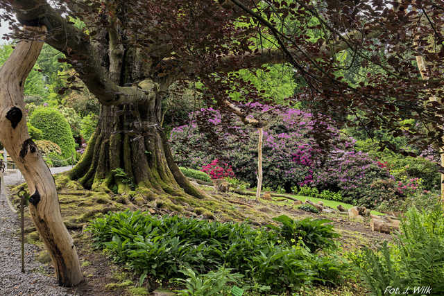 Majowe Arboretum w Wojsławicach