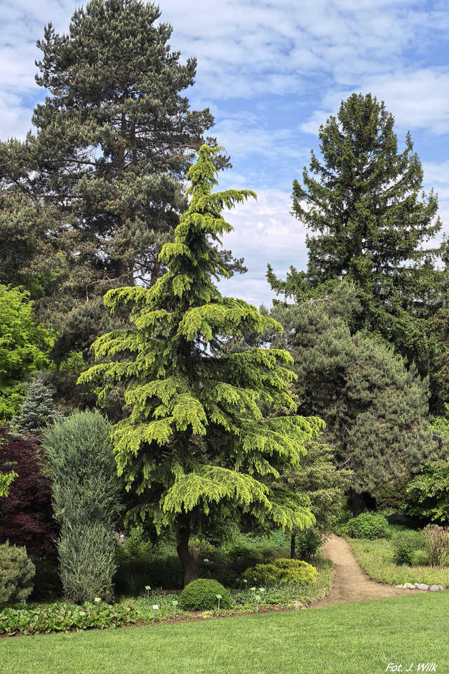 Majowe Arboretum w Wojsławicach