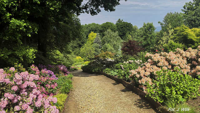 Majowe Arboretum w Wojsławicach