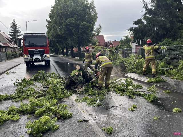 Powalone drzewo blokowało ul. Staszica w Dzierżoniowie