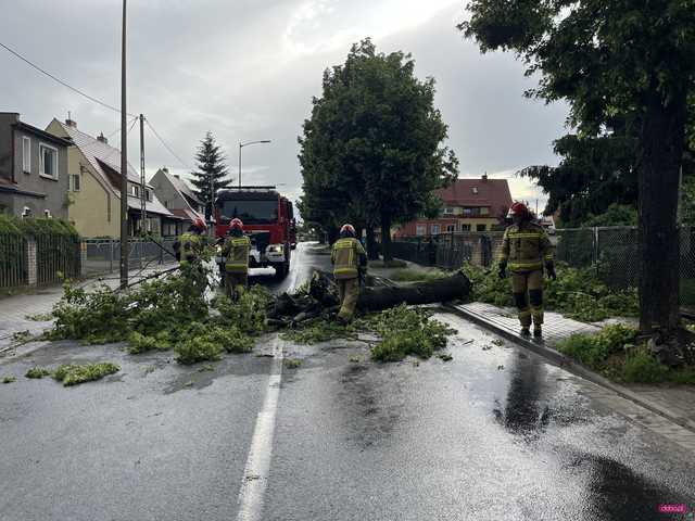 Powalone drzewo blokowało ul. Staszica w Dzierżoniowie