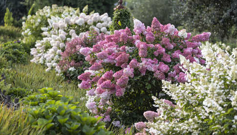 hortensje