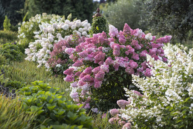 hortensje