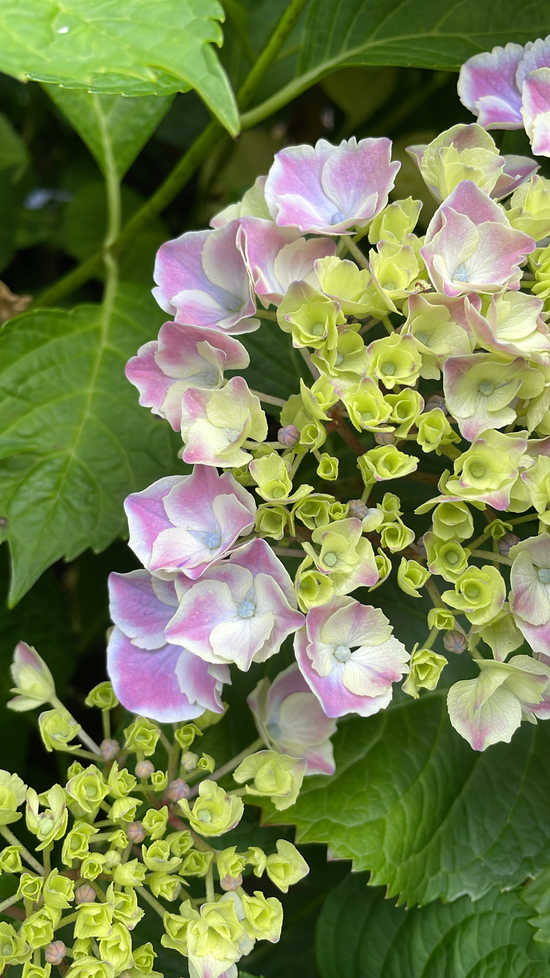 hortensje
