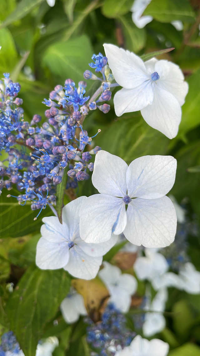 hortensje