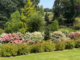 Wspaniała kolekcja hortensji zakwitła w Arboretum w Wojsławicach