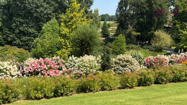 Wspaniała kolekcja hortensji zakwitła w Arboretum w Wojsławicach