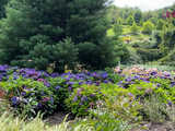 Wspaniała kolekcja hortensji zakwitła w Arboretum w Wojsławicach