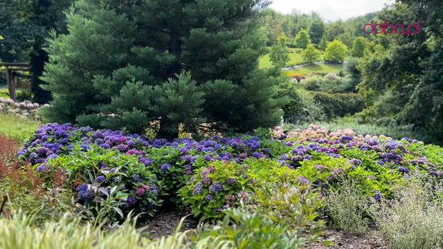 Wspaniała kolekcja hortensji zakwitła w Arboretum w Wojsławicach