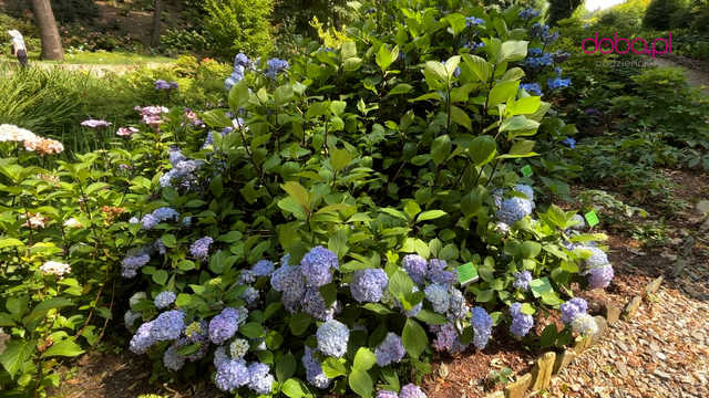 Wspaniała kolekcja hortensji zakwitła w Arboretum w Wojsławicach