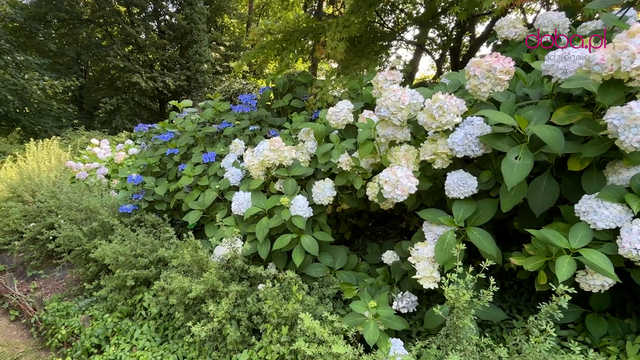 Wspaniała kolekcja hortensji zakwitła w Arboretum w Wojsławicach