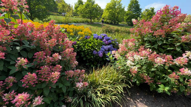 Wspaniała kolekcja hortensji zakwitła w Arboretum w Wojsławicach