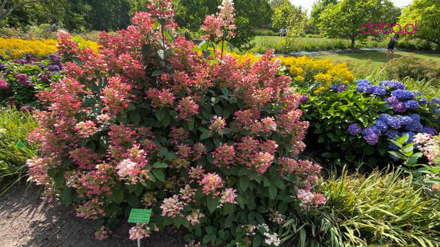Wspaniała kolekcja hortensji zakwitła w Arboretum w Wojsławicach