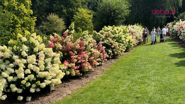 Wspaniała kolekcja hortensji zakwitła w Arboretum w Wojsławicach