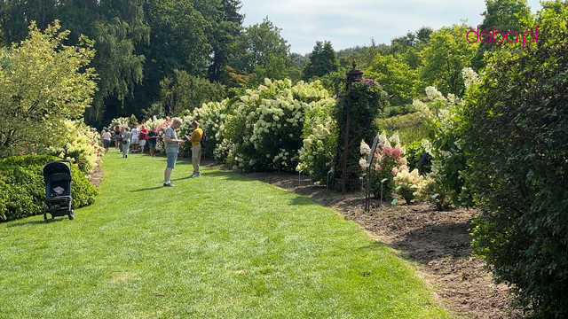 Wspaniała kolekcja hortensji zakwitła w Arboretum w Wojsławicach