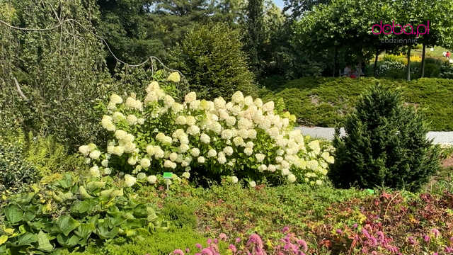 Wspaniała kolekcja hortensji zakwitła w Arboretum w Wojsławicach