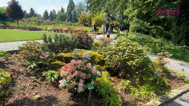 Wspaniała kolekcja hortensji zakwitła w Arboretum w Wojsławicach