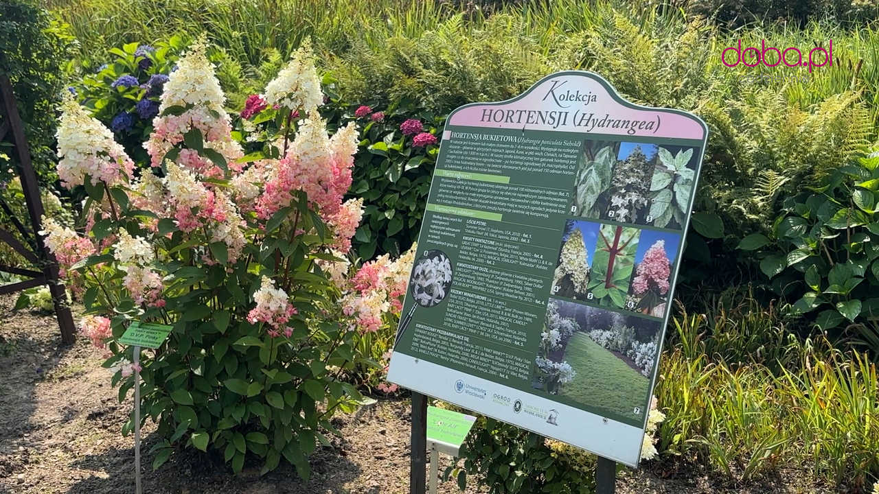 Wspaniała kolekcja hortensji zakwitła w Arboretum w Wojsławicach