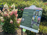 Wspaniała kolekcja hortensji zakwitła w Arboretum w Wojsławicach