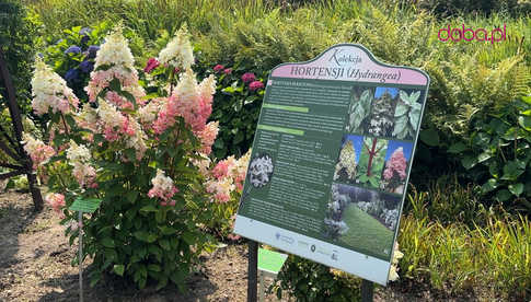 Wspaniała kolekcja hortensji zakwitła w Arboretum w Wojsławicach