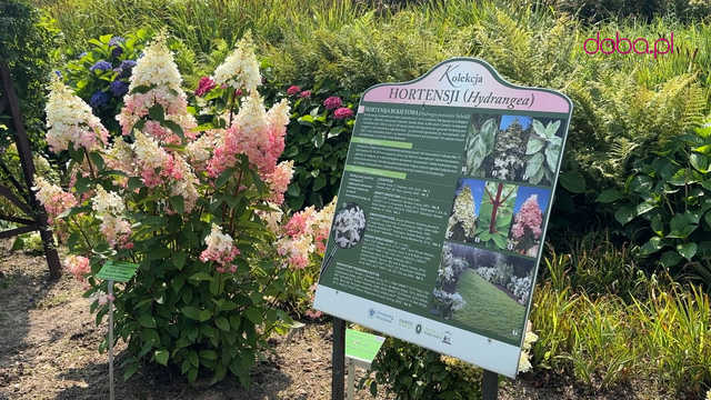 Wspaniała kolekcja hortensji zakwitła w Arboretum w Wojsławicach