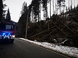 Większość z nich dotyczyła powalonych drzew, uszkodzonych linii energetycznych i poderwanych dachów.