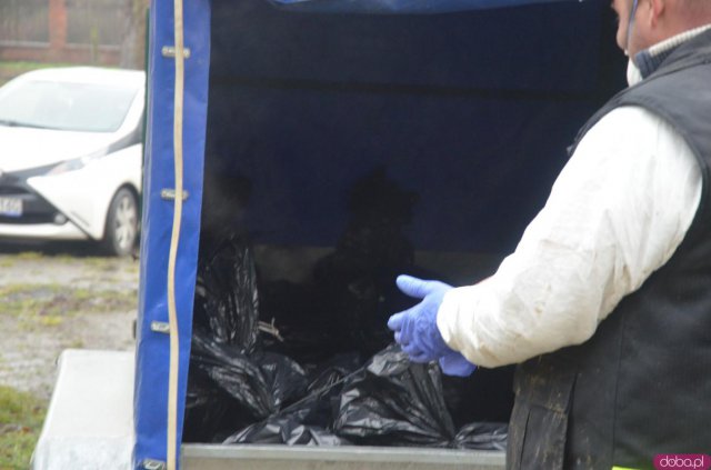 Decyzją Powiatowego Lekarza Weterynarii, w poniedziałek, 4 stycznia w Starym Wielisławiu i Szalejowie Dolnym rozpoczęto eutanazję drobiu.