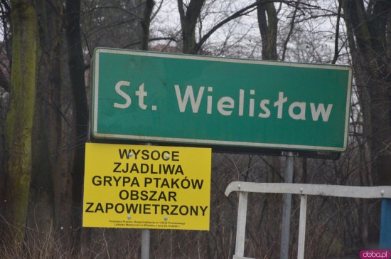 Decyzją Powiatowego Lekarza Weterynarii, w poniedziałek, 4 stycznia w Starym Wielisławiu i Szalejowie Dolnym rozpoczęto eutanazję drobiu.