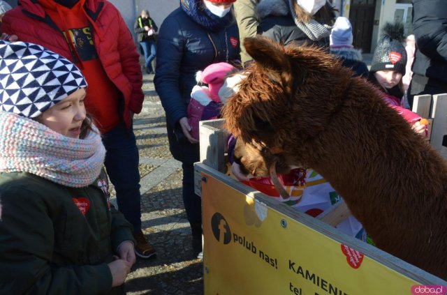 Chętni mogli poczęstować je marchewką i zrobić sobie pamiątkowe zdjęcie.