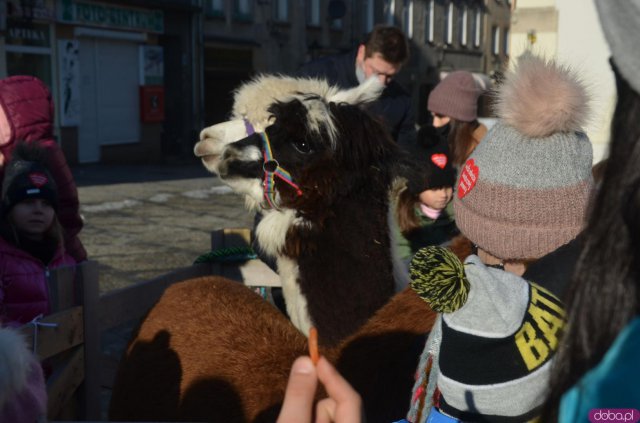 Chętni mogli poczęstować je marchewką i zrobić sobie pamiątkowe zdjęcie.