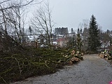 W dniach 2 i 3 lutego 2021 roku w godzinach od 8-16 przy ul. Kołłątaja w Szczytnej będzie prowadzona wycinka drzew.