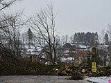 W dniach 2 i 3 lutego 2021 roku w godzinach od 8-16 przy ul. Kołłątaja w Szczytnej będzie prowadzona wycinka drzew.