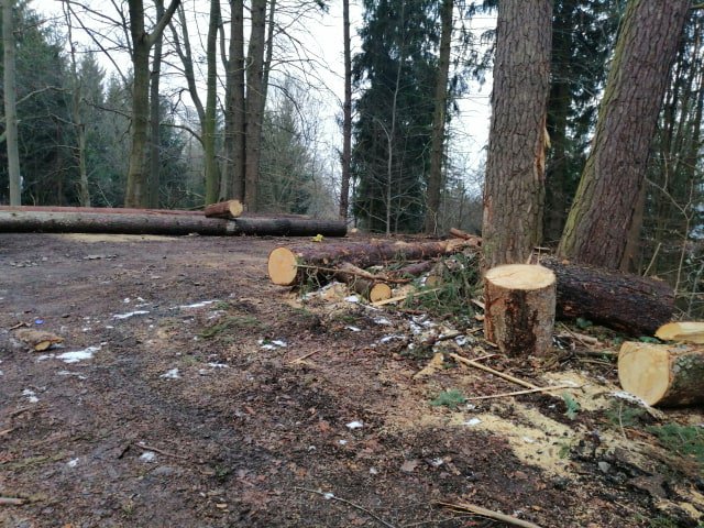 Władze Nowej Rudy wystosowały apel w sprawie podjęcia działań mających na celu wstrzymanie wycinki drzew na terenach leśnych
