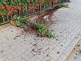 Kolejny akt wandalizmu w Dusznikach-Zdroju. Tym razem zniszczone zostały donice z kwiatami na moście przy Placu Warszawy.