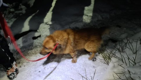 Ratownicy GOPR uratowali psa 
