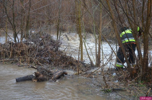 Bobry zbudowały tamę. Bystrzyca Dusznicka wystąpiła z koryta [Foto, Wideo]