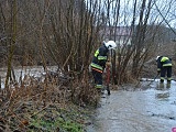 Bobry zbudowały tamę. Bystrzyca Dusznicka wystąpiła z koryta [Foto, Wideo]