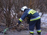 Bobry zbudowały tamę. Bystrzyca Dusznicka wystąpiła z koryta [Foto, Wideo]